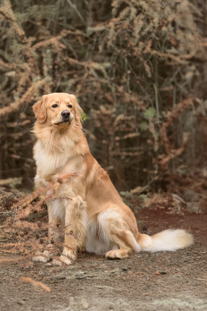 Blonder Hovawart sitzend vor einem Gebüsch